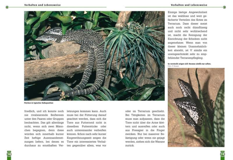 Preview: Faltengeckos